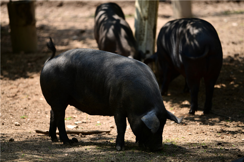 巴克夏黑猪品种大全图片