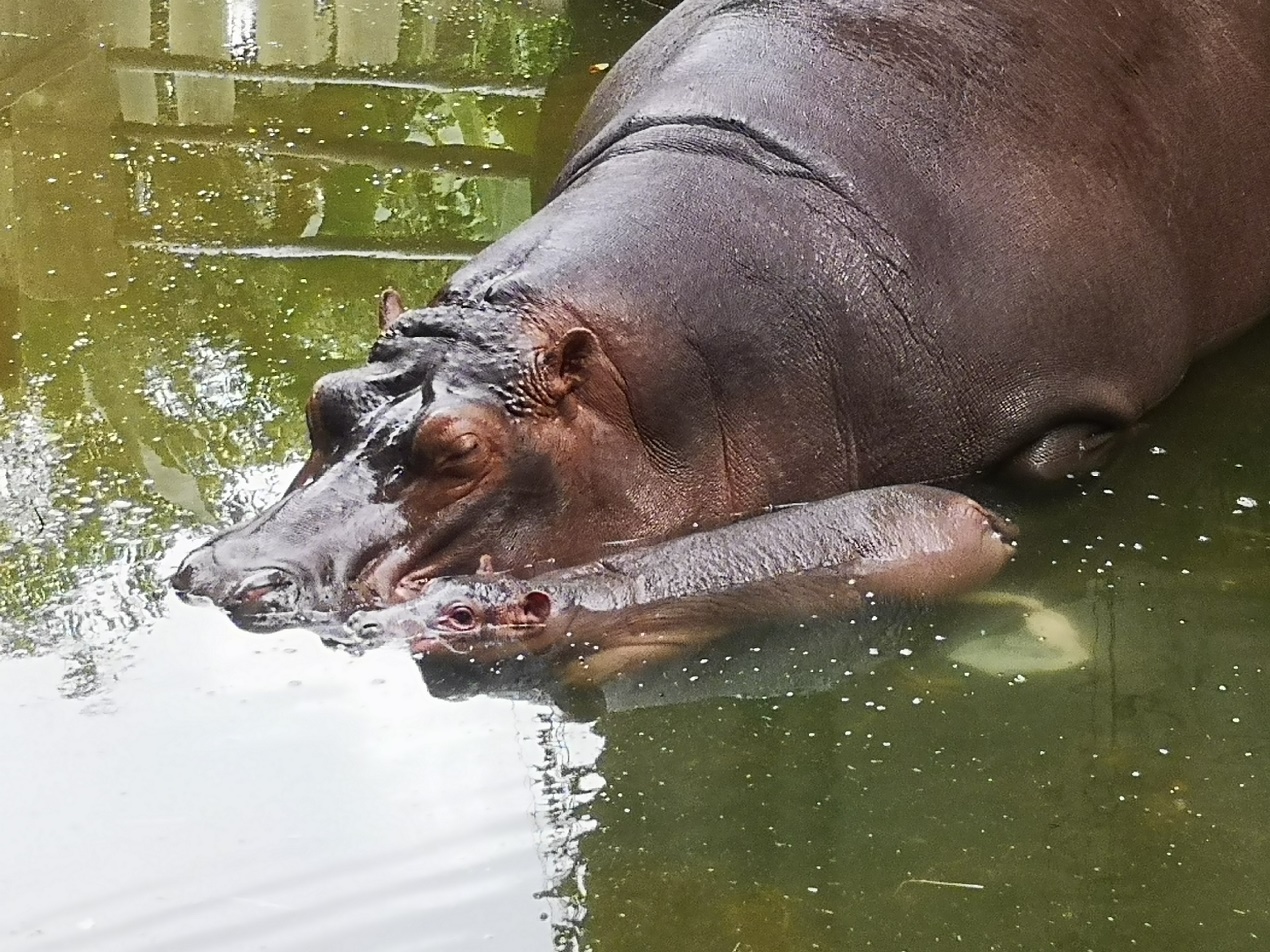 吃饭,练习两不误!广州动物园小河马"七仔"被拍到水中喝奶场面