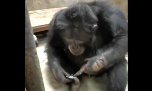 解锁新技能 重庆这只大猩猩学会剪指甲