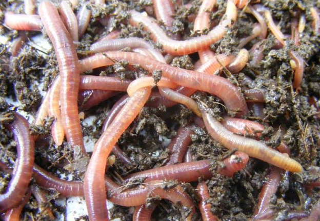 红虫蚯蚓最佳保存方法,没有之一,好多钓友竟然都不知道,你用过么?
