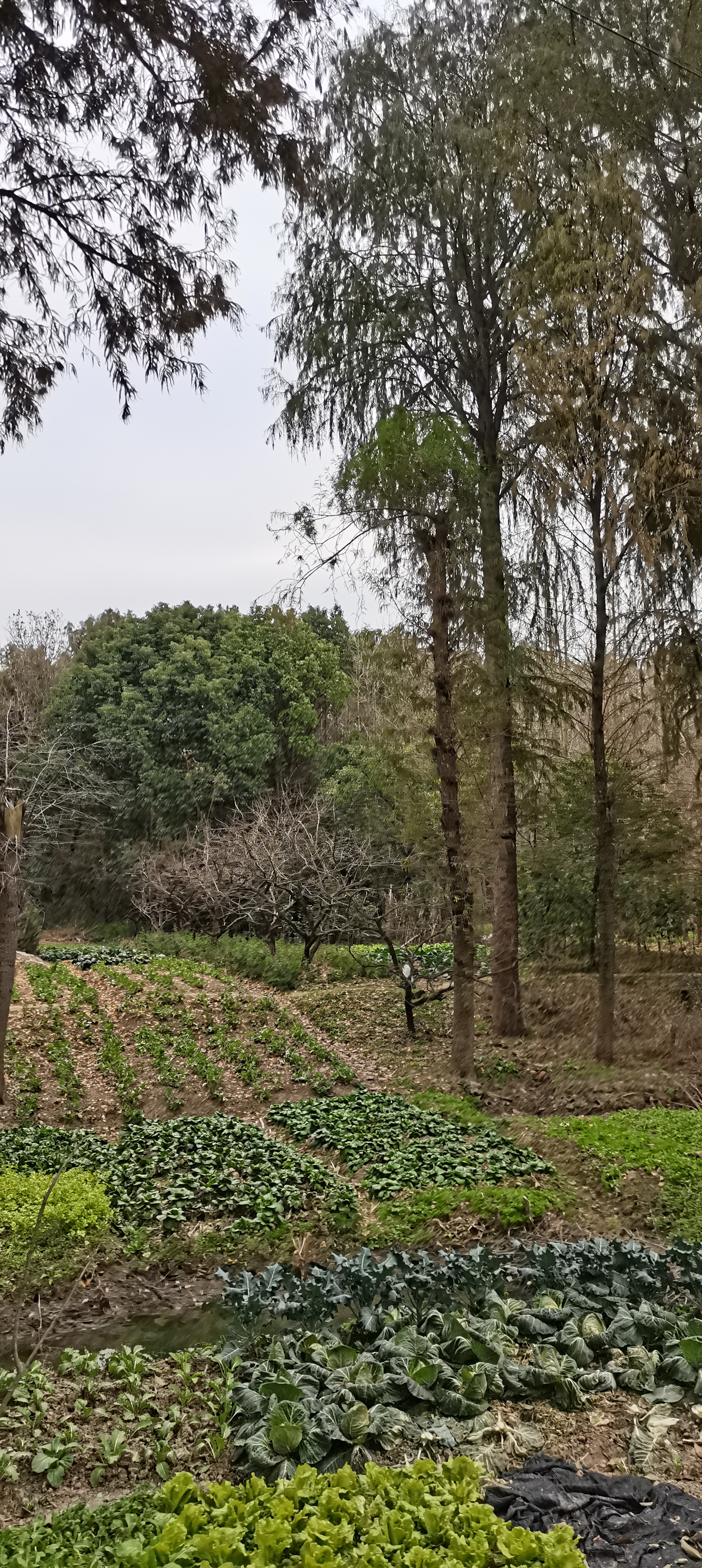 上海的公园:浦江森林公园及其周围的森林