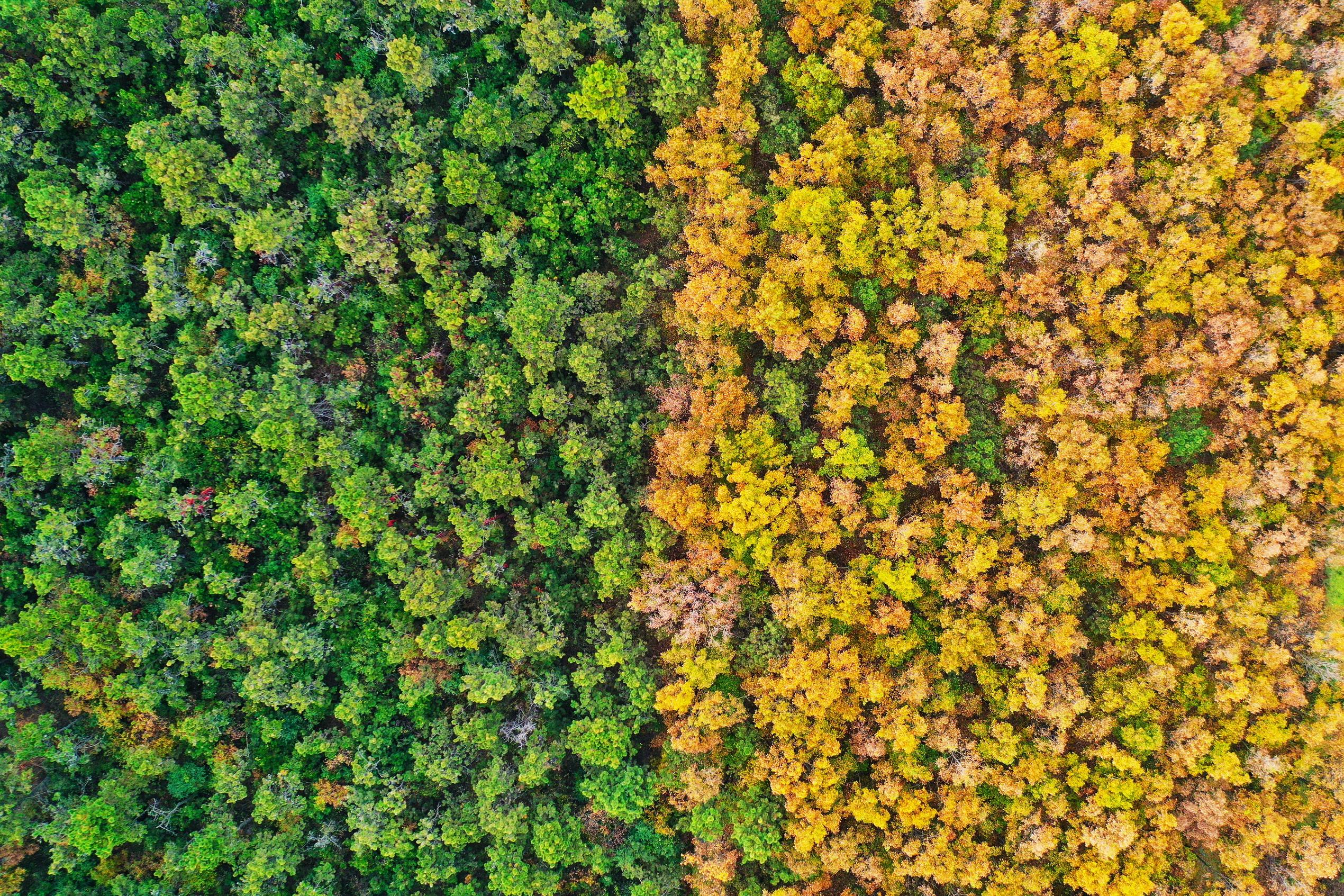 山东日照海滨国家森林公园呈现秋夏交融美景