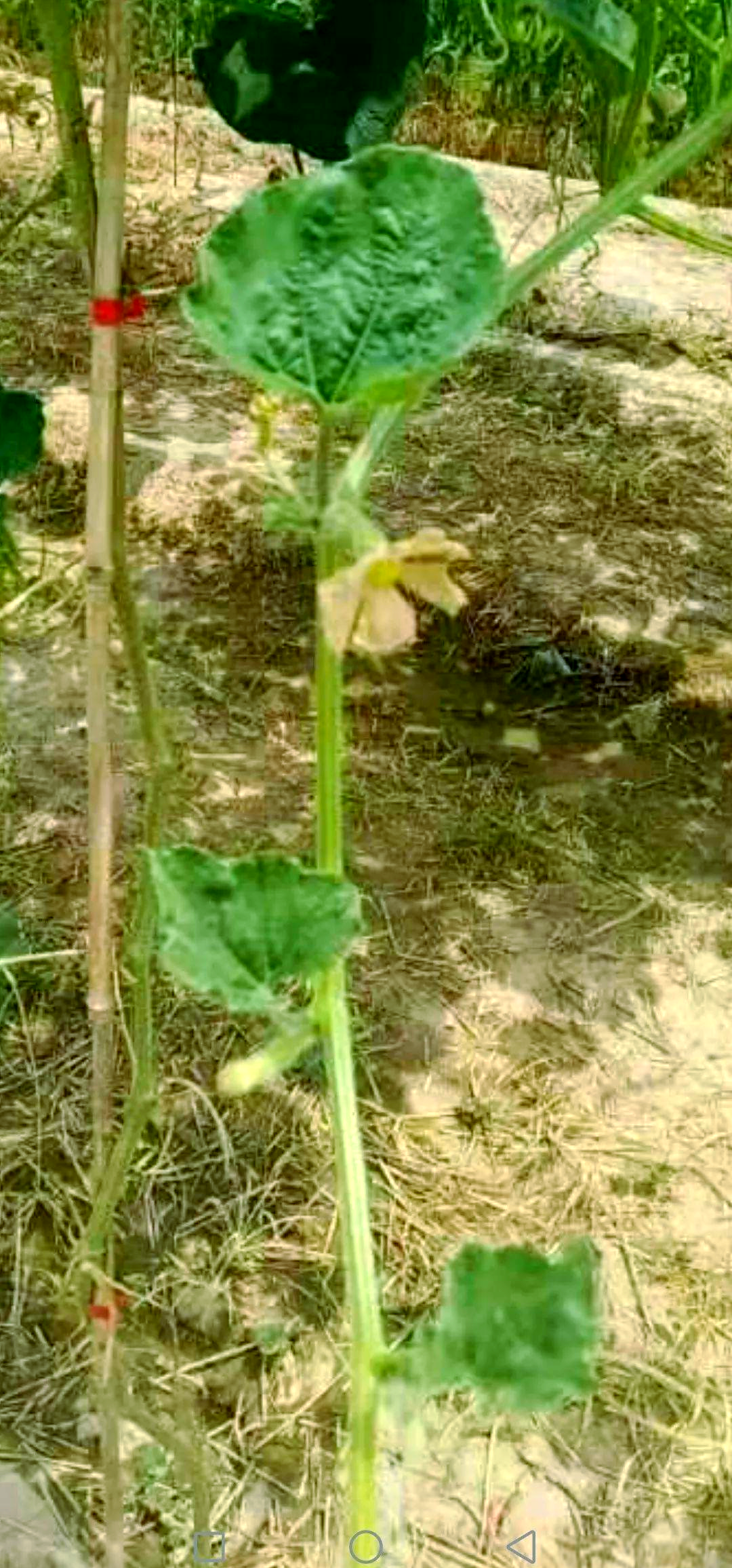 工艺葫芦常见病毒病害防治方法