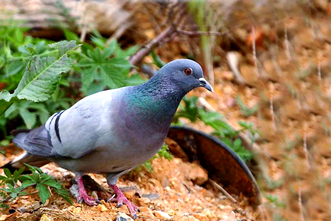 岩鸽:大连的留鸟与家鸽的奇妙相似