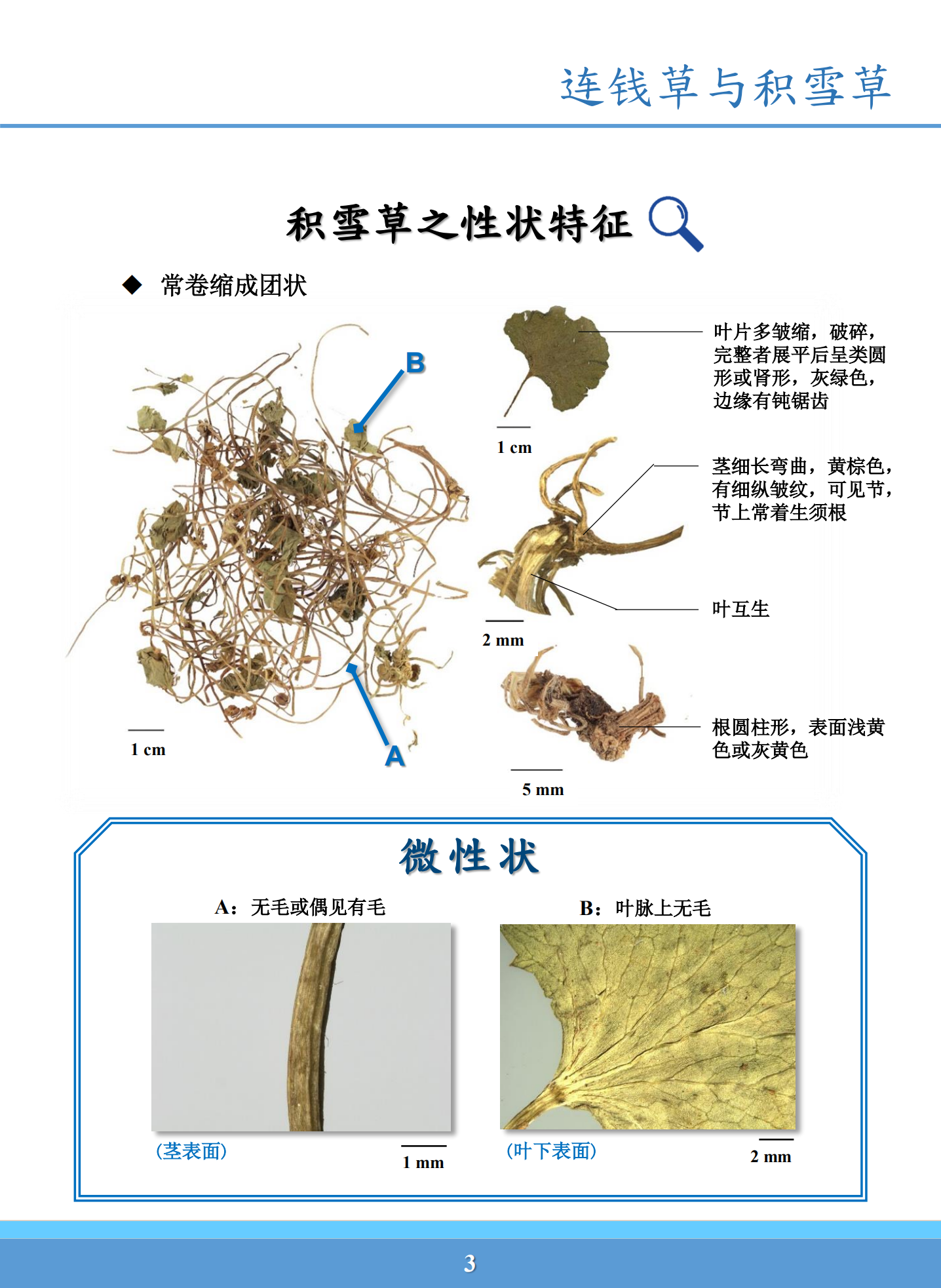 连钱草与金钱草的区别图片