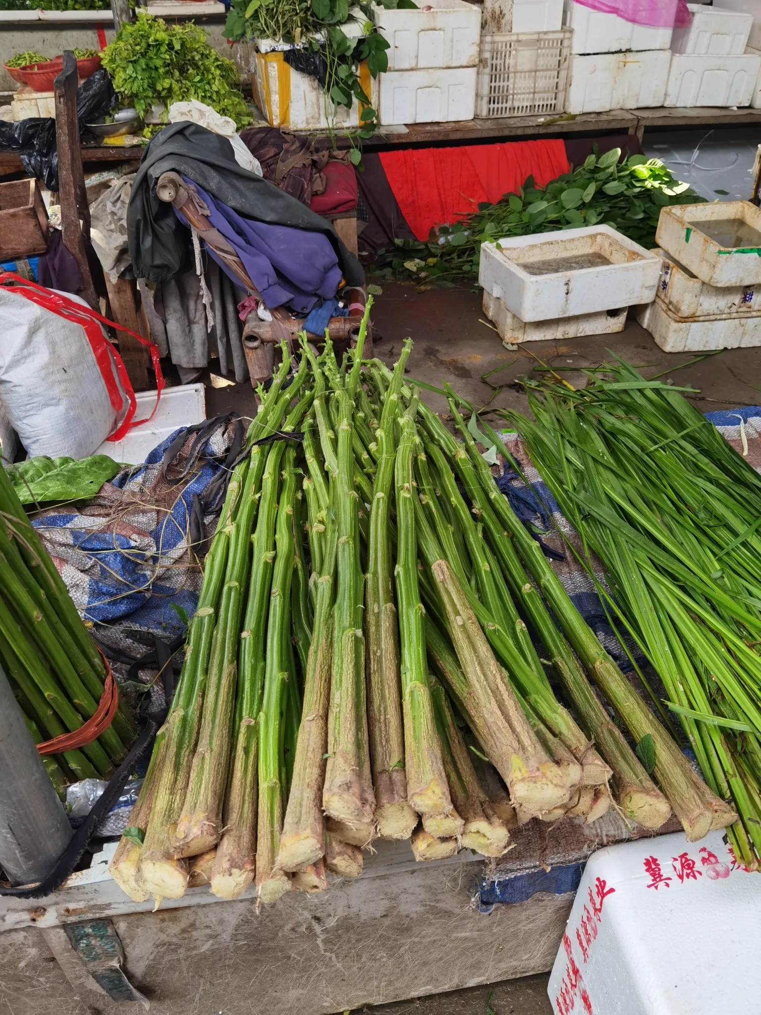 臭苋菜梗,有吃过的吗?浸泡的苋菜梗,闻着臭,吃着又口舌生香!