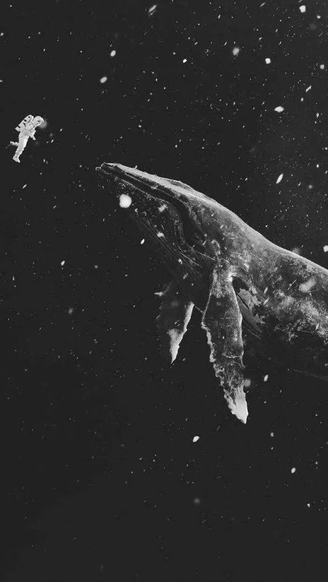 鲸落壁纸文字图片