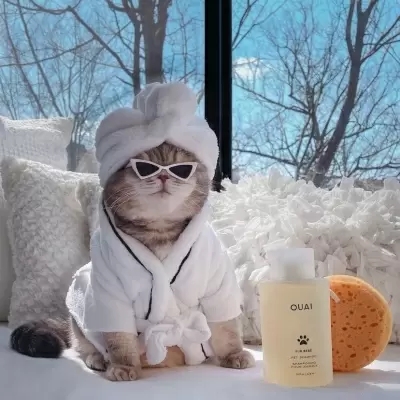 动物头像|很俏皮简单可爱的猫咪可爱头像 萌宠温柔的男女通用的猫咪