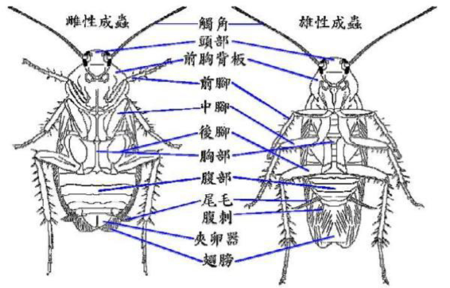 蜈蚣的身体结构图图片