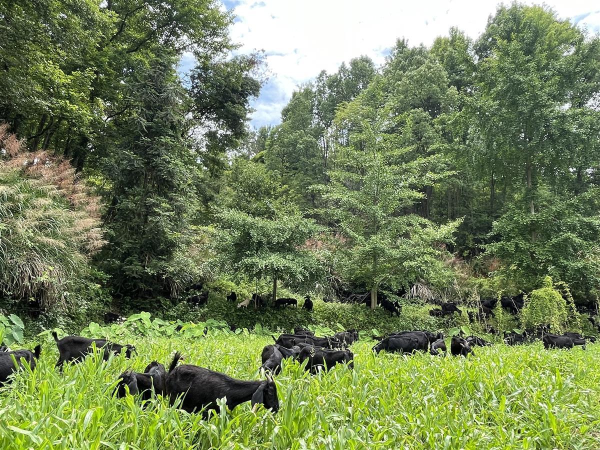 加速卖全国!湖北大别山黑山羊"爆红"的秘密