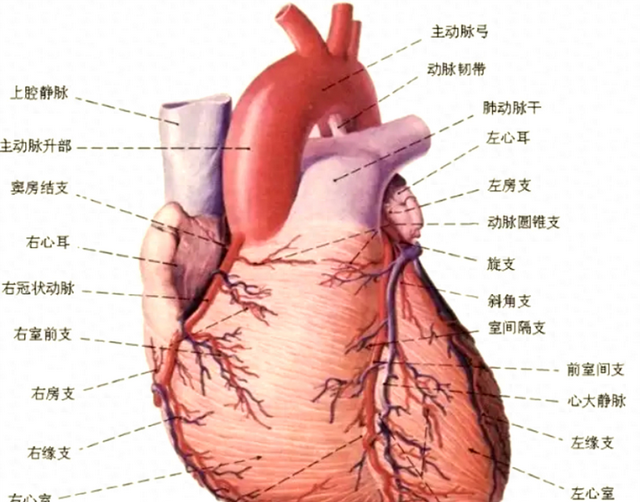 动脉圆锥在哪里?有什么用?
