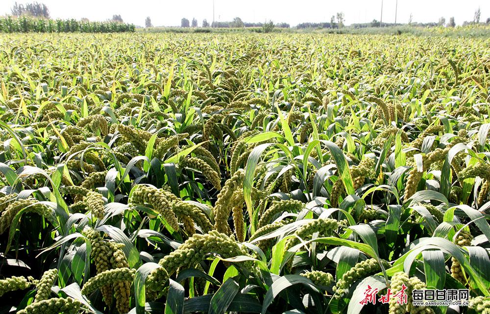 高台县宣化镇:荞麦开花谷穗沉 杂粮叩开致富门