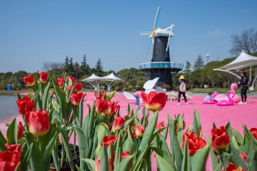 "春日限定"绽放东海之滨,上海鲜花港探索花卉产业高质量发展