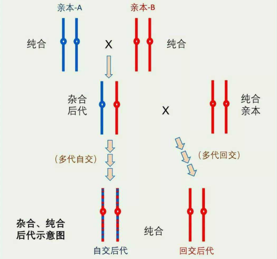 aabb自交的遗传图解图片