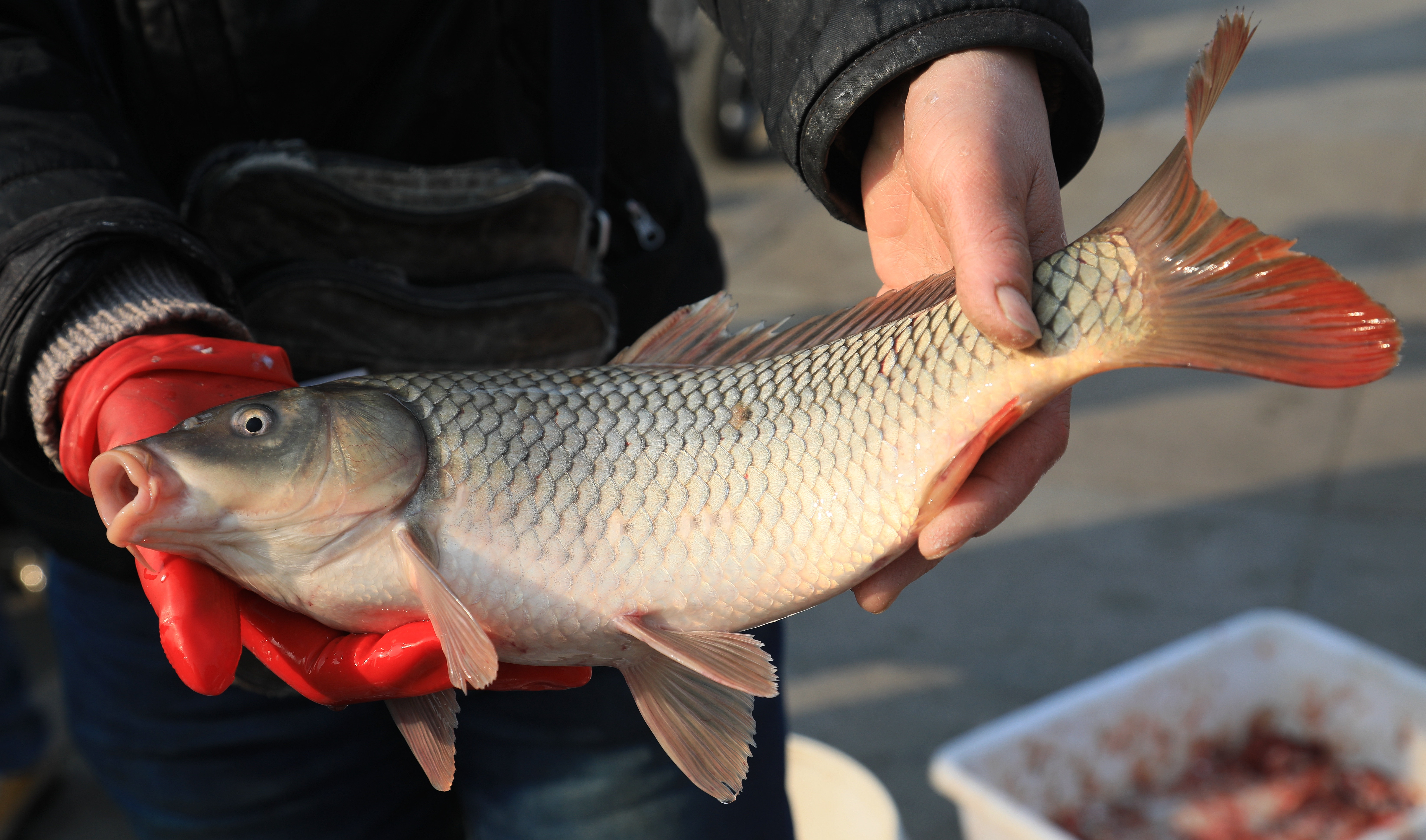 松花江江鱼上市