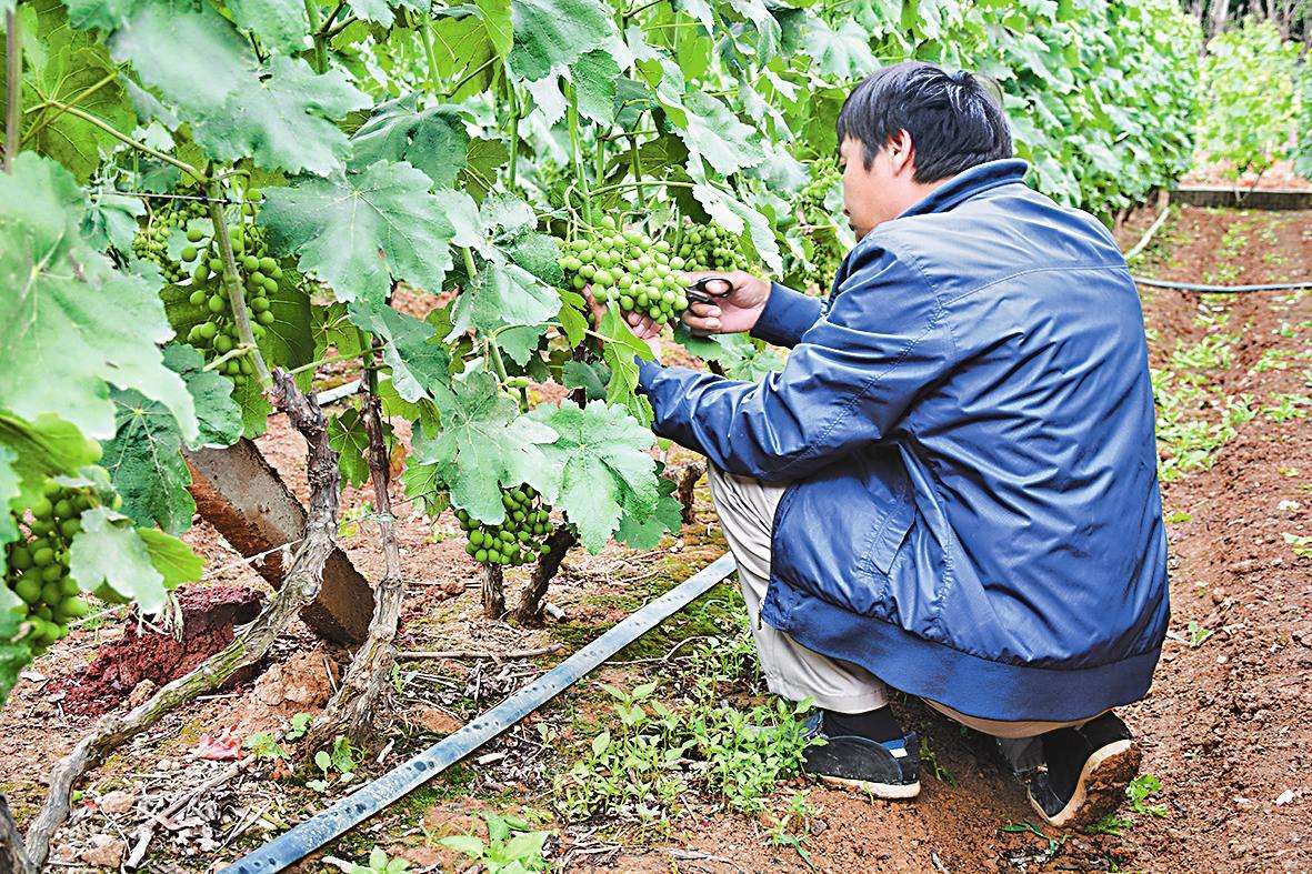 種植的葡萄樹如何管理?怎樣修剪葡萄樹才是最好的?