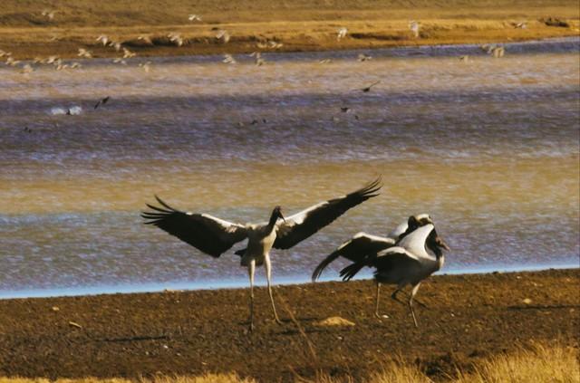 探秘地球瑰宝,喀拉峻大峡谷,感受自然奇观的魅力