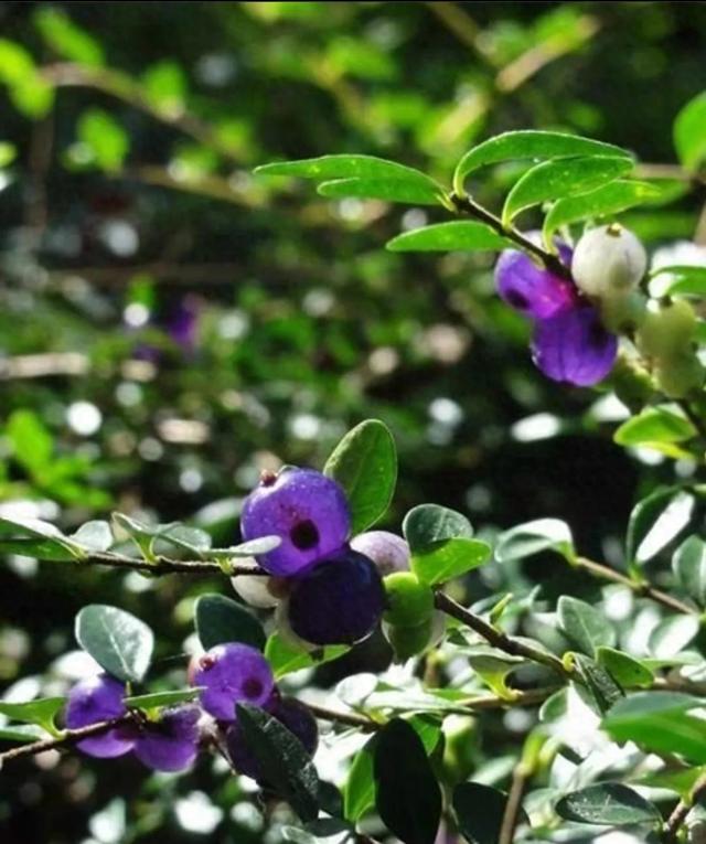 被盆景人忽视的冷门盆景植物水生蓝宝石-蕊帽忍冬