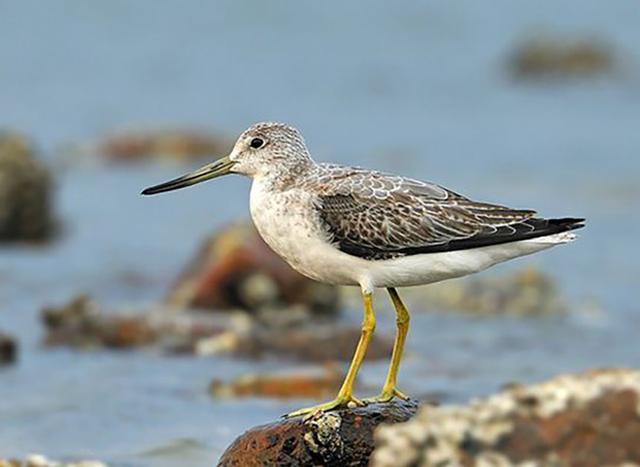 东江揽胜:收集常见鸟类图谱之涉禽篇,摄鸟人自留地,建议收藏