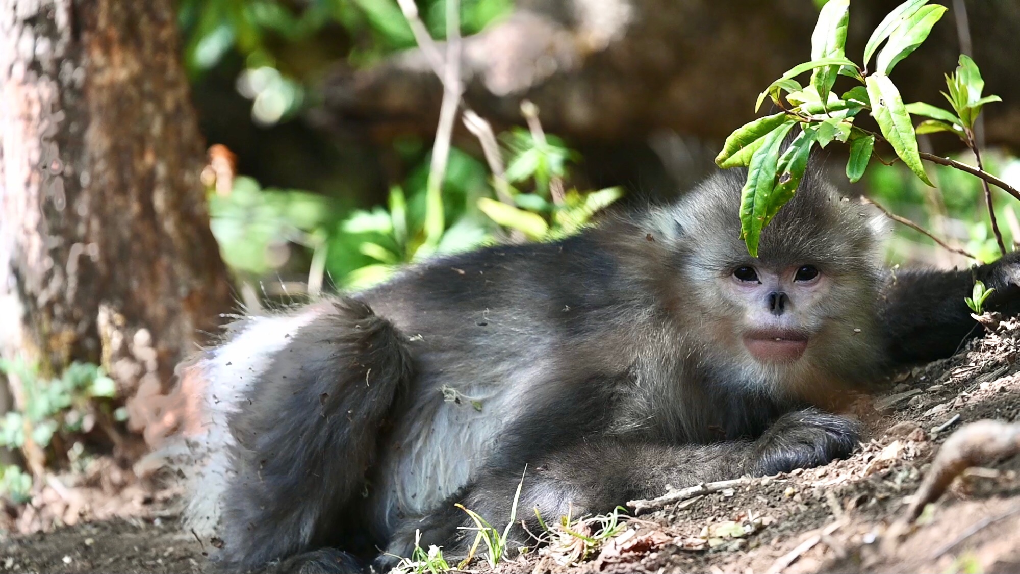 来到滇金丝猴国家公园,见到极危物种滇金丝猴,高山精灵太可爱了