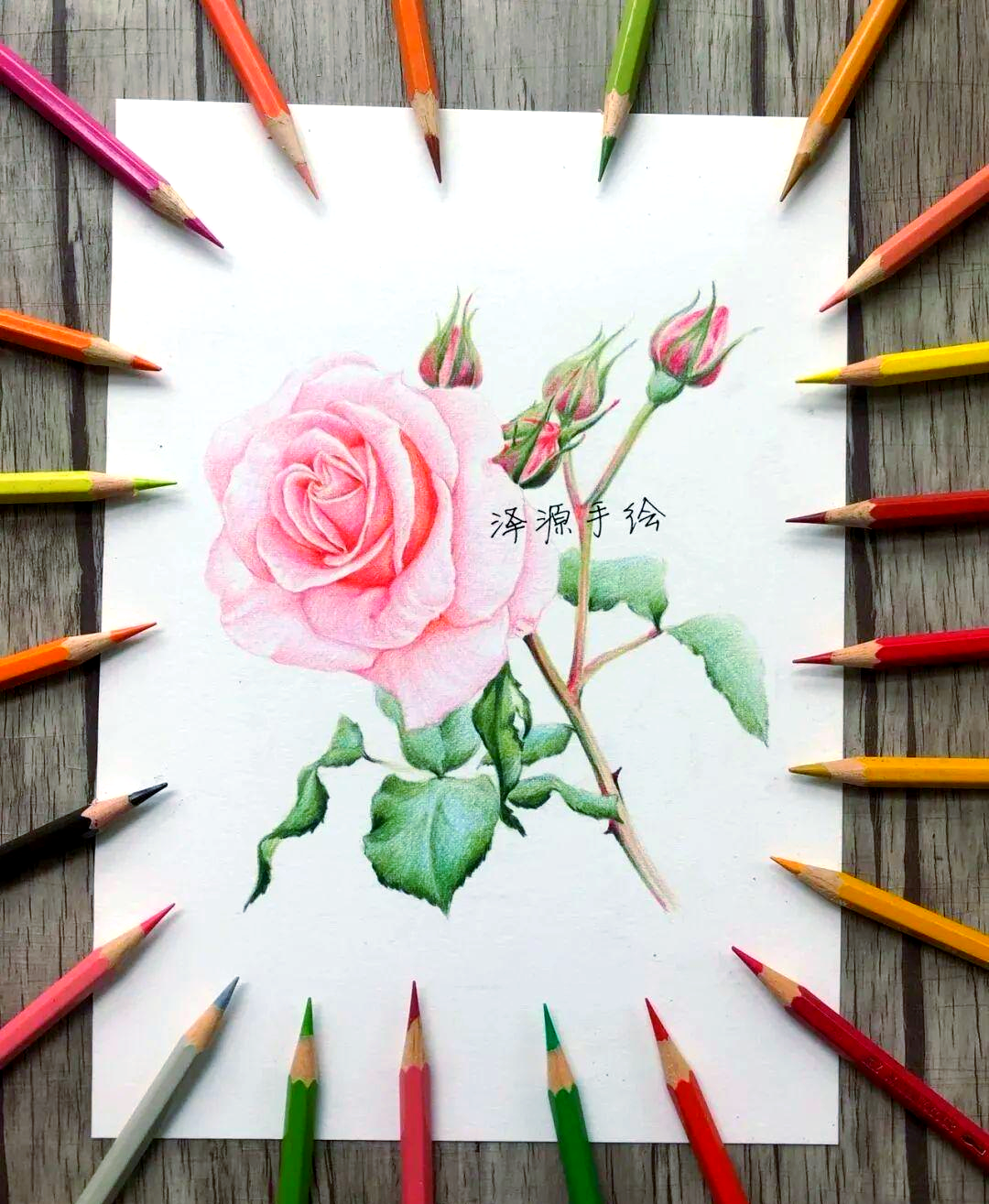 最后,衷心感谢泽源老师为我们带来的精彩彩铅花卉手绘作品