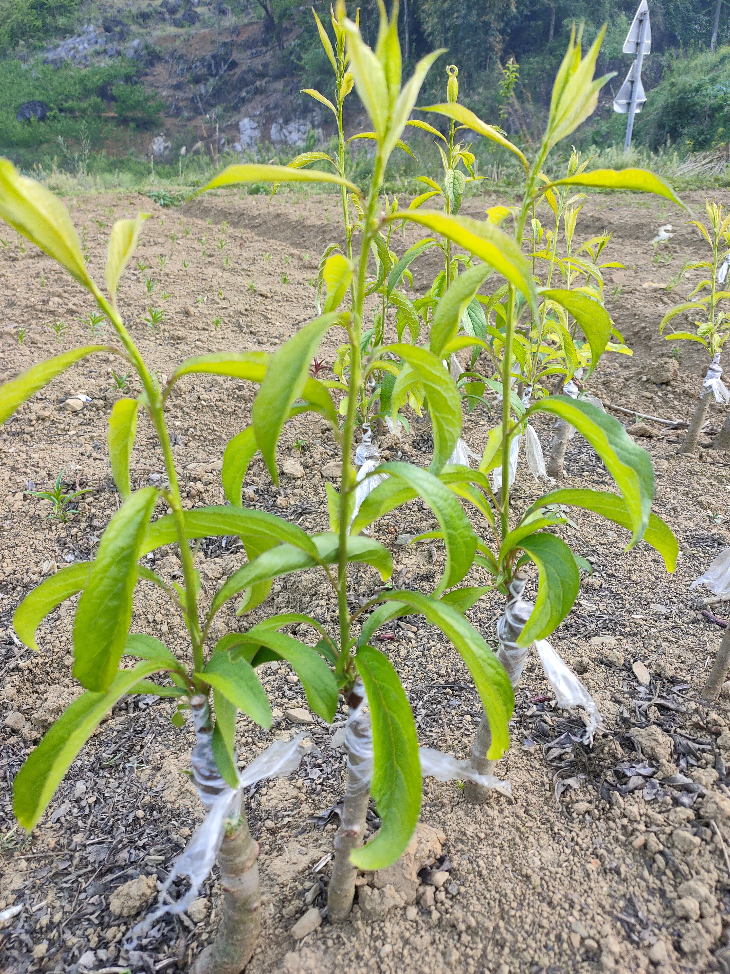 贵州安顺六马蜂糖李的品种特别