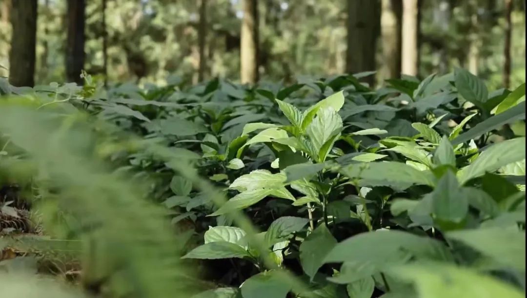 黔东南州省级民族药用木本植物林木种质资源库获批