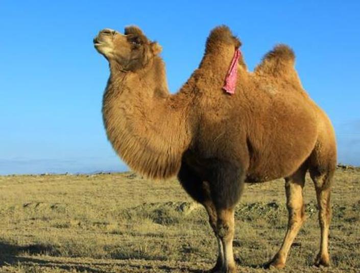 仙人掌那么多刺,为何骆驼还那么爱吃?切开后得知真相