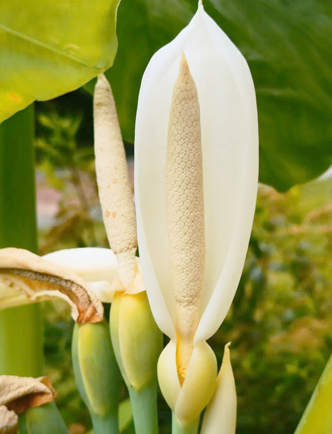 海芋花探秘:等待果实变红的时光