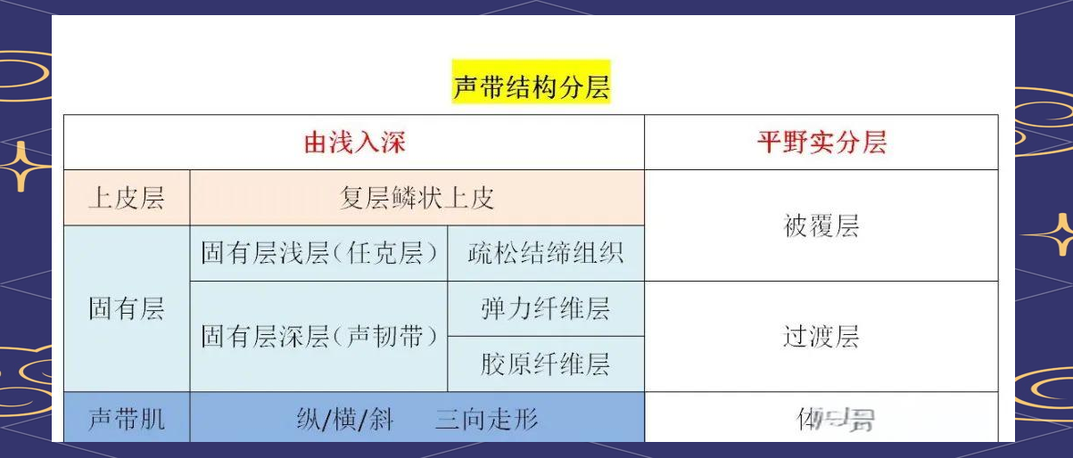 喉腔的详细结构与功能概述