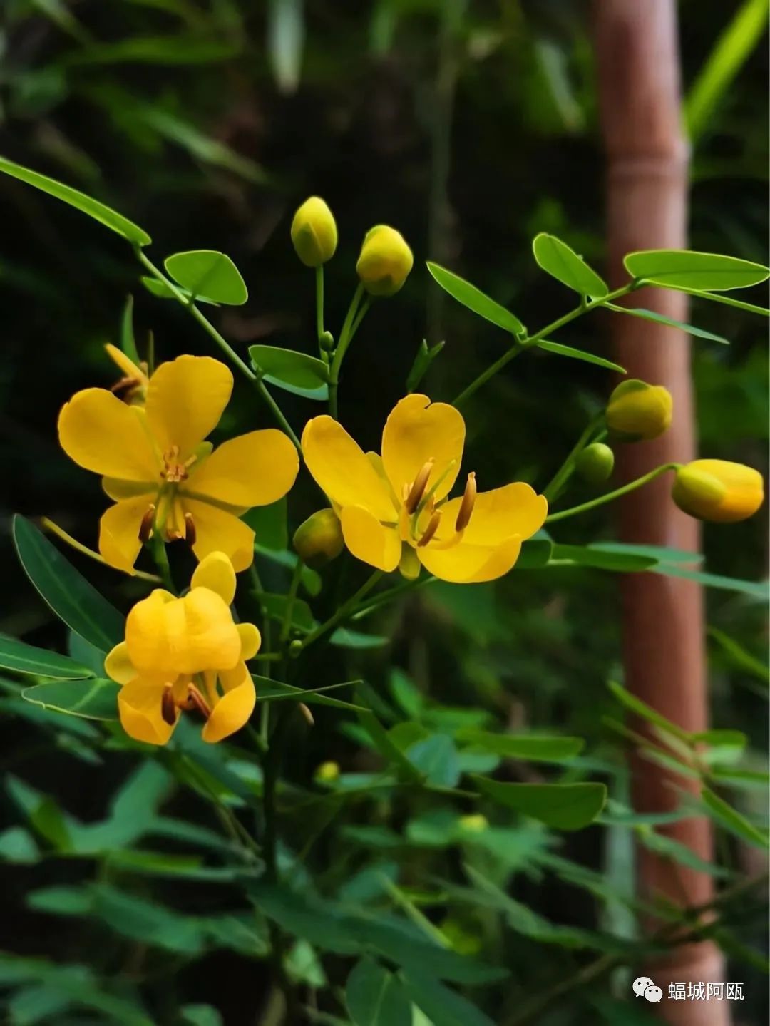 一日一花|双荚决明