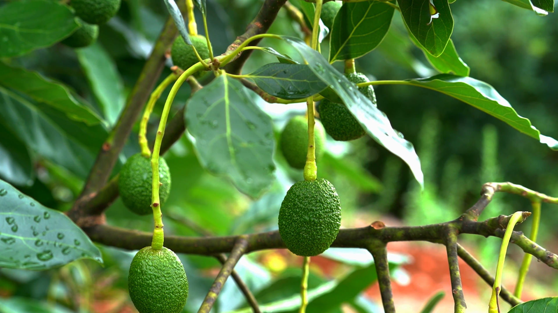 5万亩牛油果树开始挂果,果农们正在为果树修剪枝条,9月底就可以稳定地