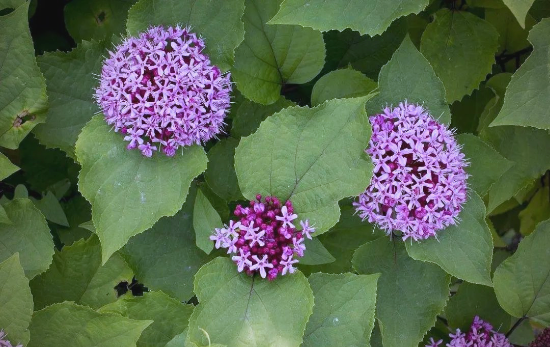 农村常见的臭牡丹,又被称为绣球花和牙痛克星,解决众多人的烦恼