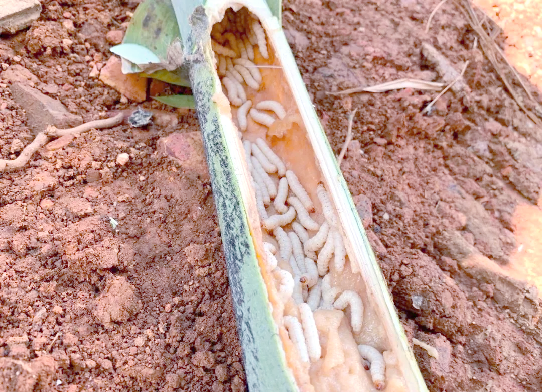 竹虫:害虫变美食,养殖新商机引关注,你敢尝试吗?