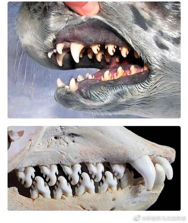 食肉动物的牙齿图片