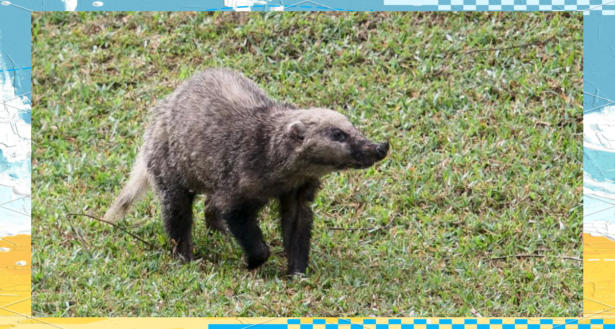 多种"獾"动物介绍及区分方法