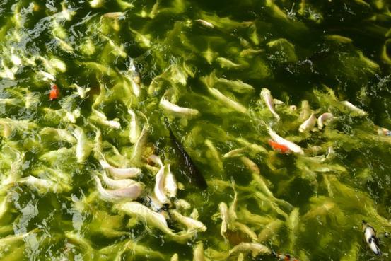 邯郸有个田园观赏鱼养殖厂大棚里养殖着淡水鲨鱼