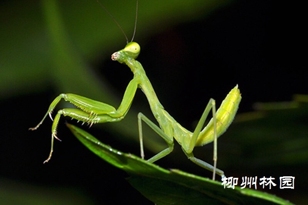 「龙潭公园」害虫天敌——螳螂