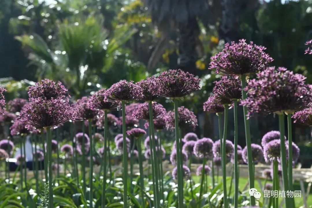 昆明植物园"葱花"飘香