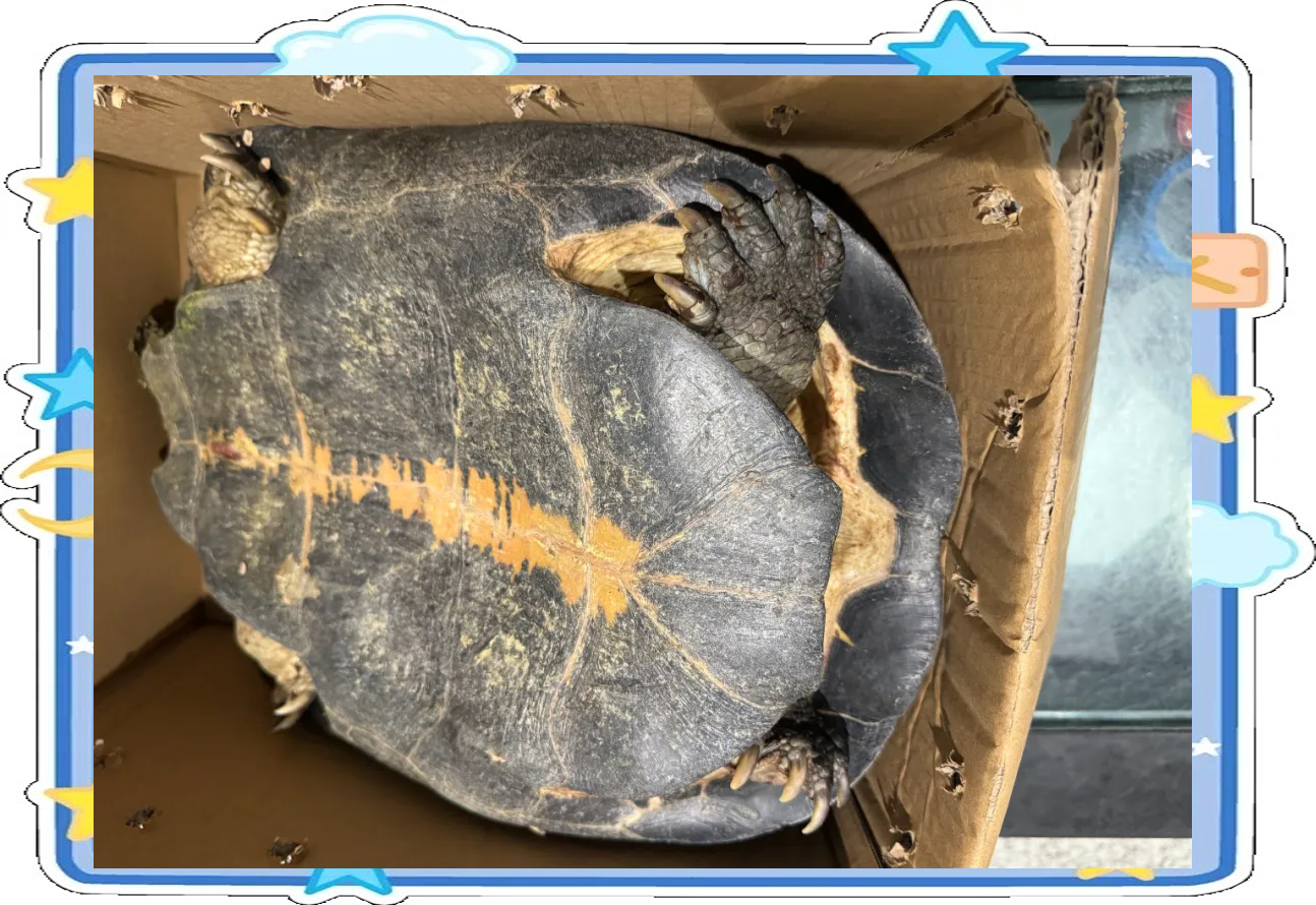 广州海关查获濒危动物庙龟,重约9.7千克