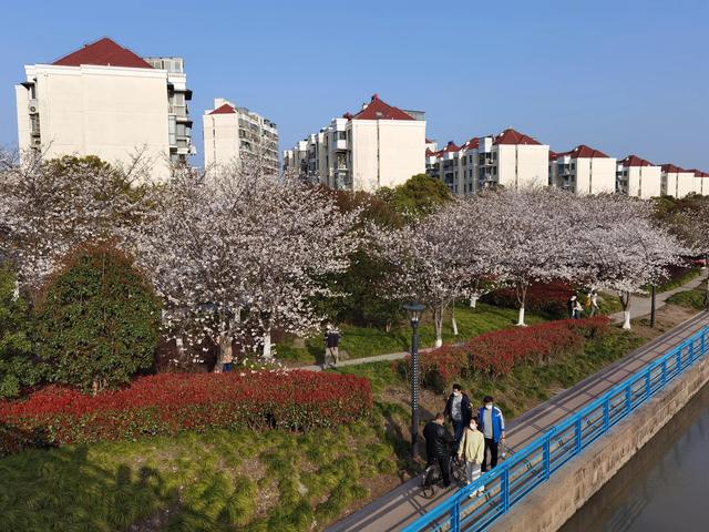 上海高东樱花园图片