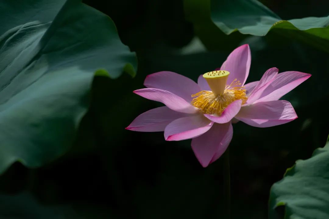 悠悠五百年,满池荷花开