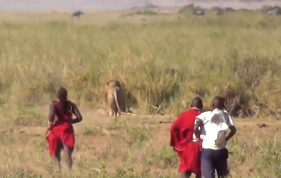 狮子怎么会怕"马赛人"?跟着镜头感受感受,看完一阵后怕!