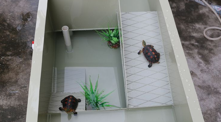 自制乌龟箱的制作方法图片