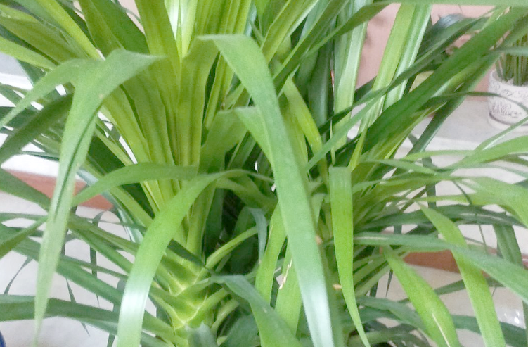 青云直上花卉,即龙血树,作为观叶植物,其株形的美观至关重要