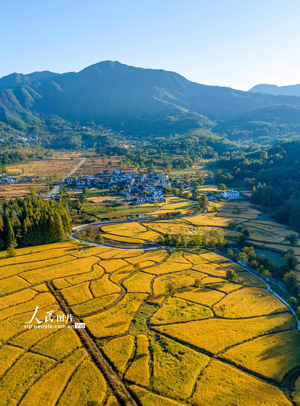 安徽黟县:宏村田园秋色迷人