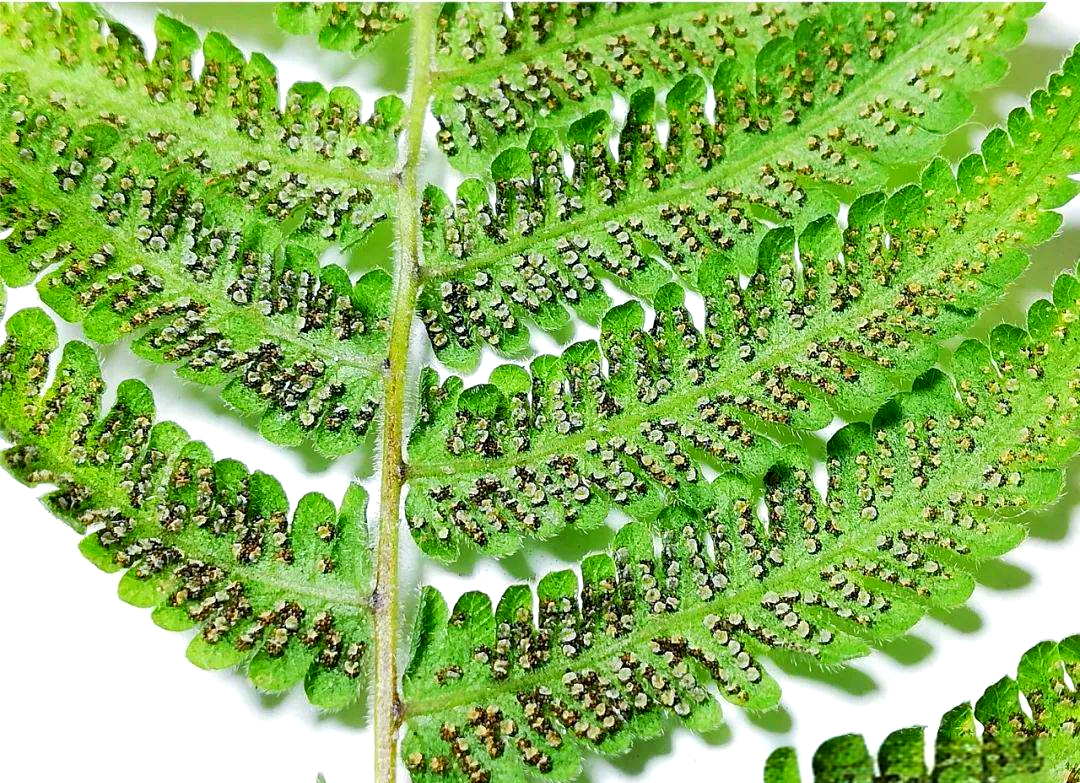 毛蕨的孢子囊群,独特地沿着叶片边缘分布它们整齐地排列在主脉的两侧