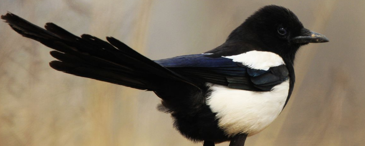 蓬门荜户打一动物