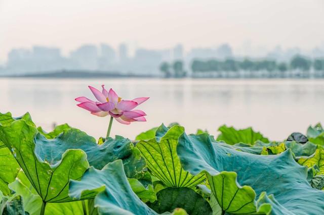 杭州美景自然红,风情万种佳丽影暖风熏得游人醉,西湖荷花妩媚情