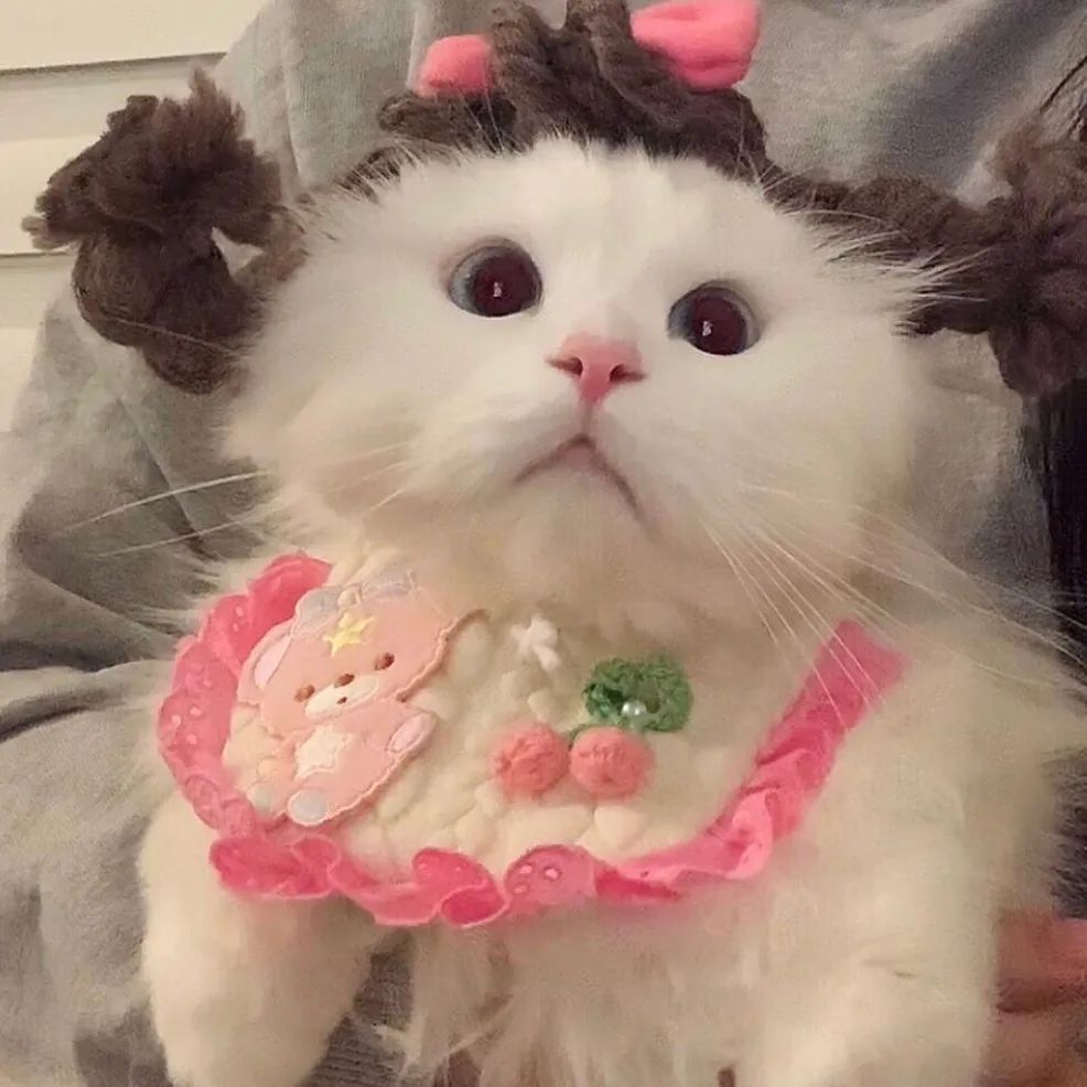 头像|可爱萌宠类 0.